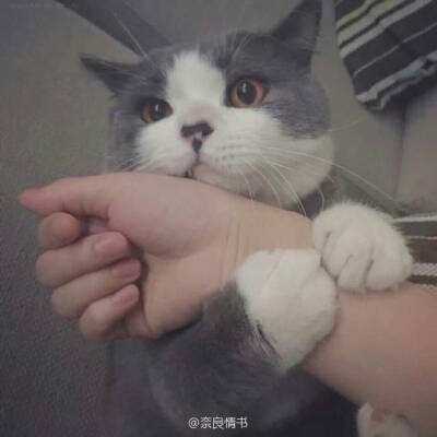 口袋精灵在线玩